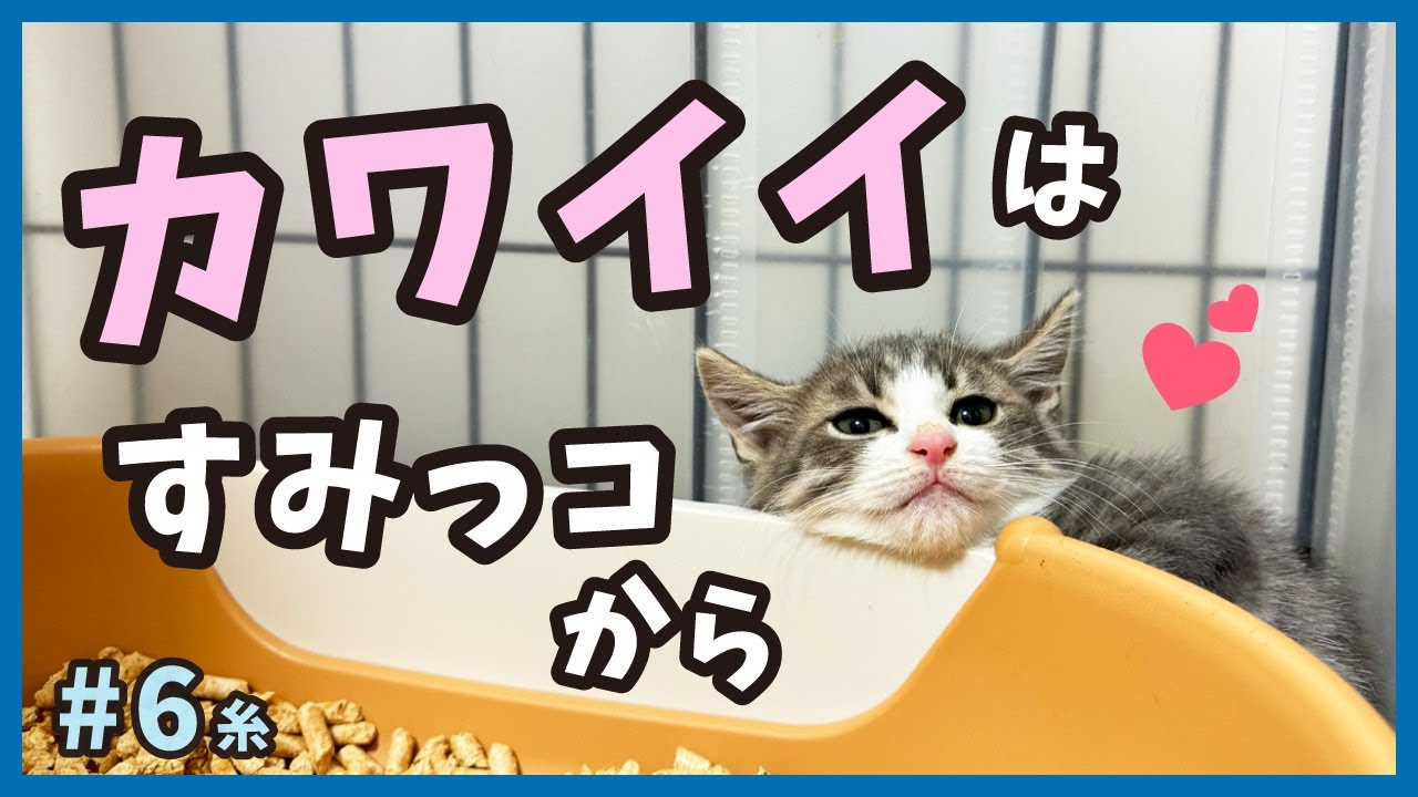 【子猫 保護】もふもふ子猫のあざとい可愛さ・・・。【保護猫・糸6】/cat and police