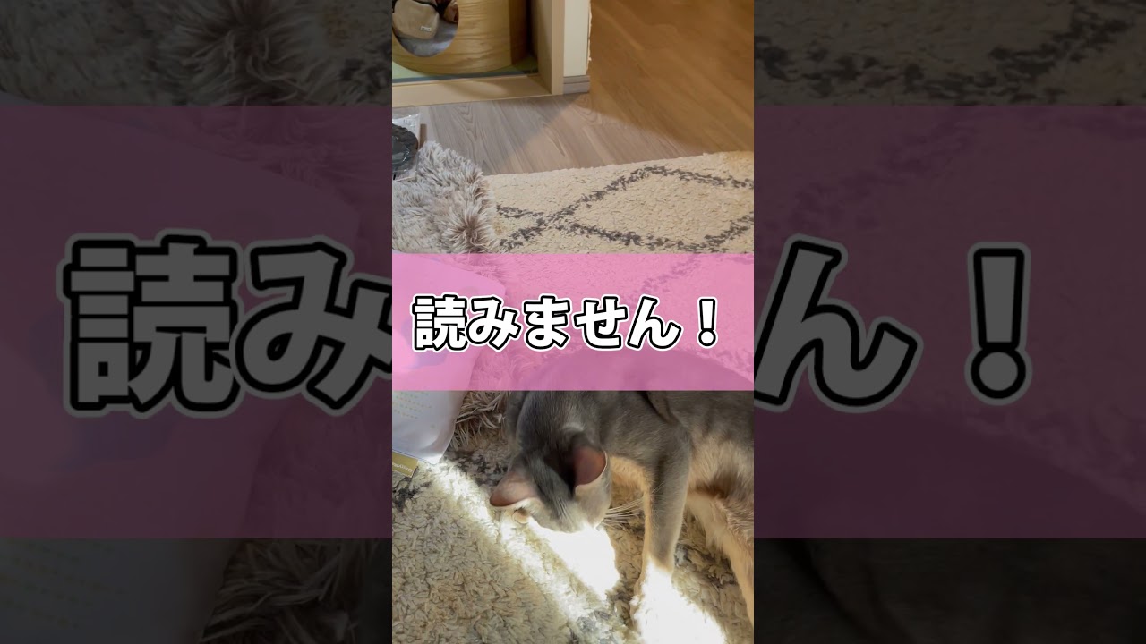 猫さんに本をプレゼントしてみた #shorts #猫 #アビシニアン
