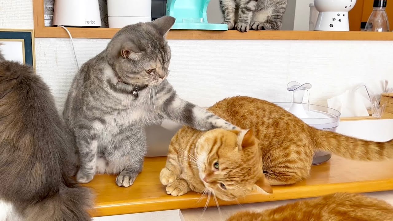 ごはんの近くに行きたいぽちゃくんと誤解して行かせないようにしてるぎんちゃん #猫 #マンチカン