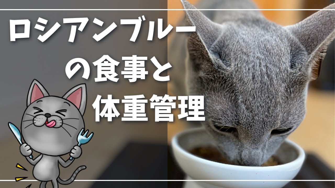 好き嫌いなく、なんでも一気に食べちゃうんです…【ロシアンブルー】猫