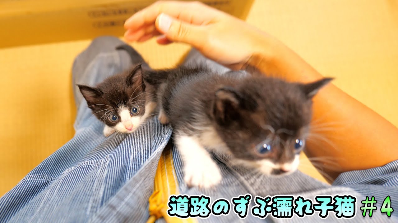 緊急保護した子猫たちが体力を回復し、更に大変に！【道路のずぶ濡れ子猫 #4】