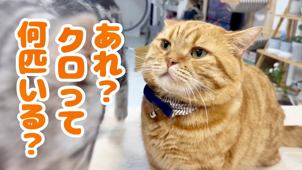 何回も何回も茶々パパの前を通り過ぎていくクロくん #猫 #マンチカン