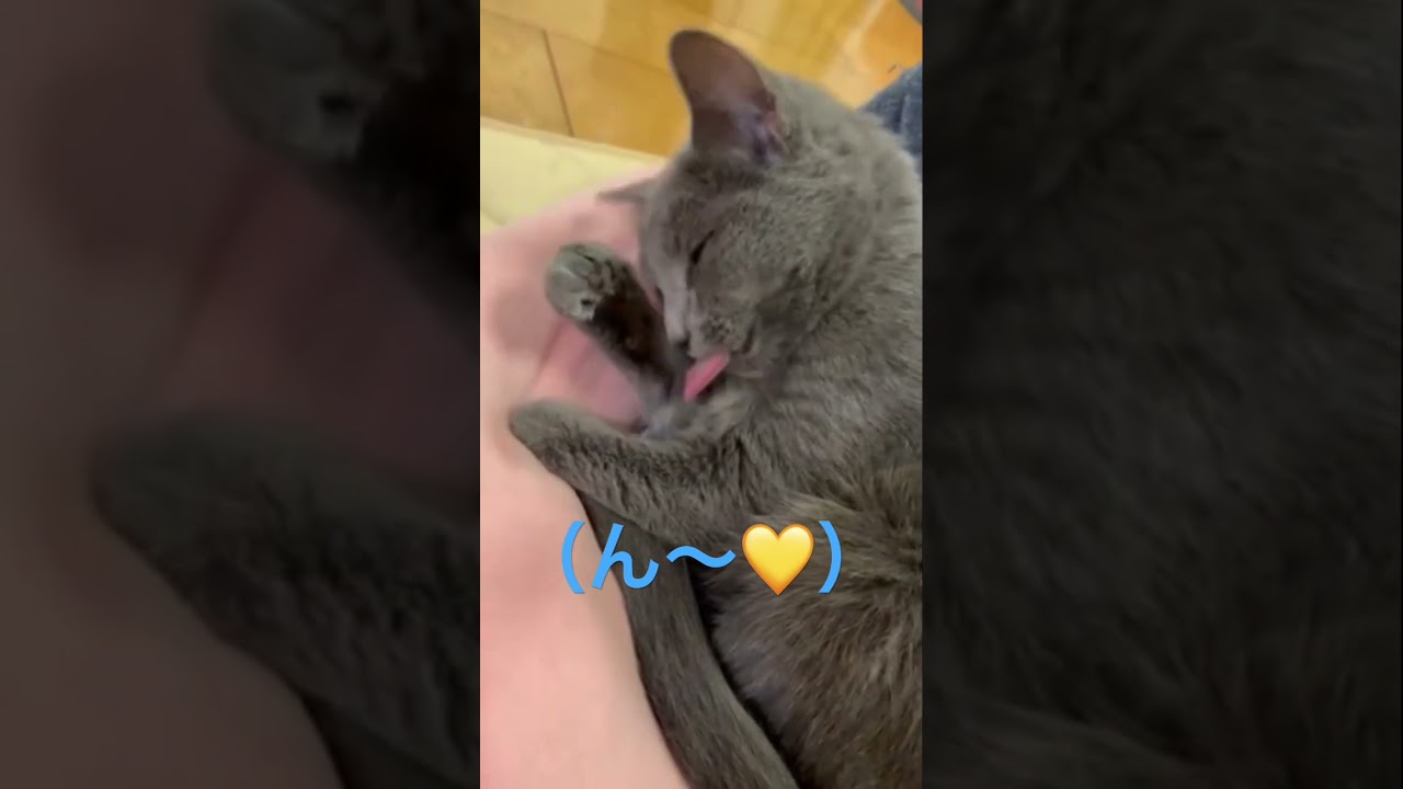 セクシー毛繕い💛どこで覚えたの？！（ロシアンブルー）#shorts