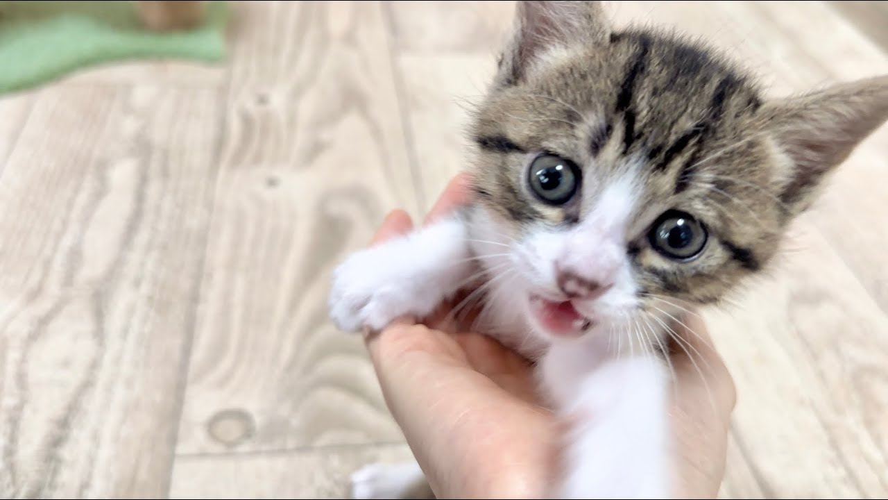 生後35日 卒乳した子猫にミルクが欲しいとせがまれました【山菜兄妹#34】Kitten mewling for milk.