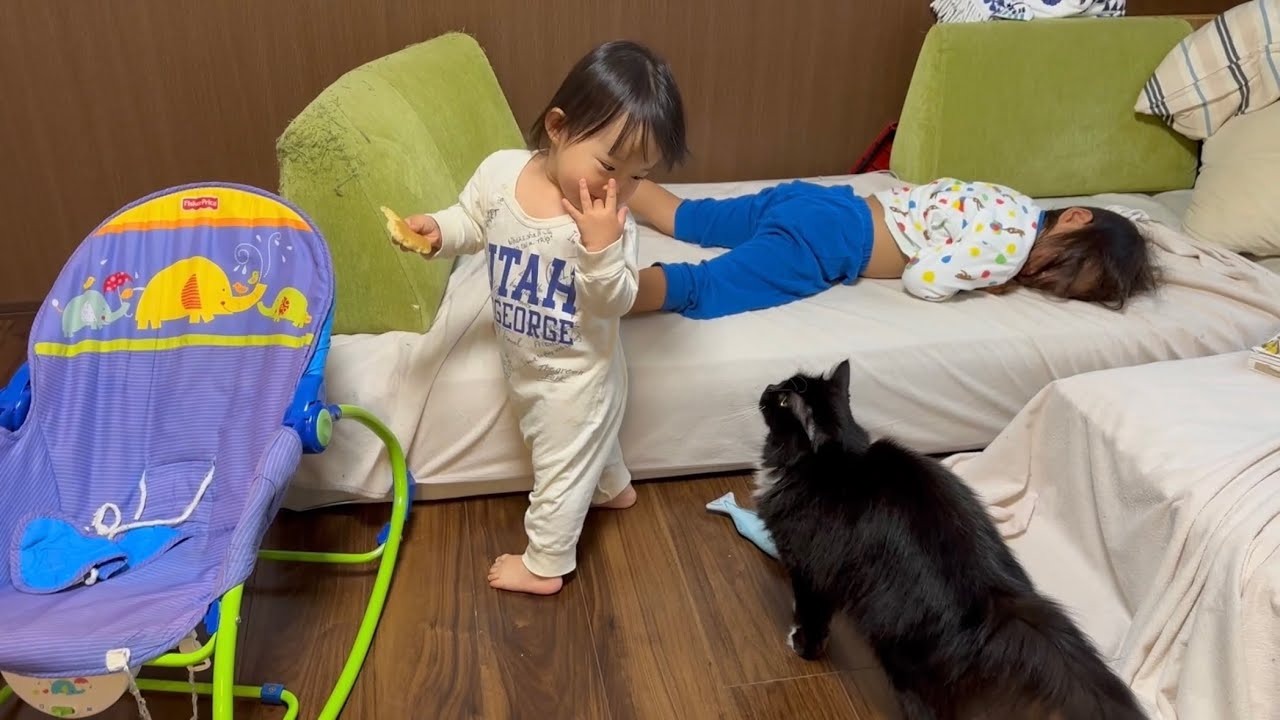 パンをおねだりする猫　ラガマフィンA cat begging for bread. Ragamuffin