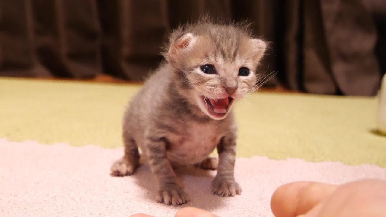サイレントニャーでかわいい威嚇をする子猫【赤ちゃん猫　保護猫】