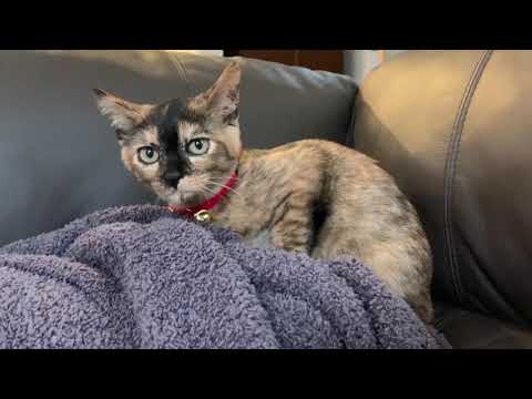 Meet Millie the cat🐱初日