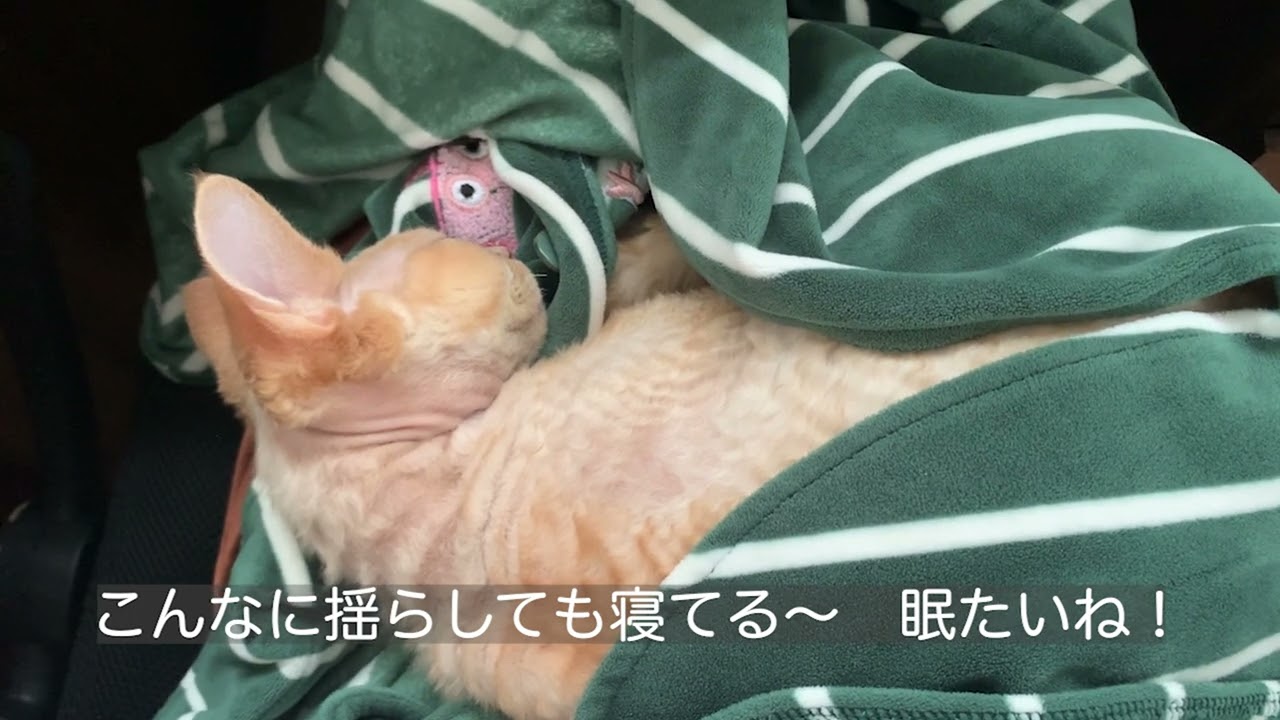 デボンレックス兄が私の膝上に乗ってきて勉強の邪魔をしています(Devon Rex cat interfering with my study)