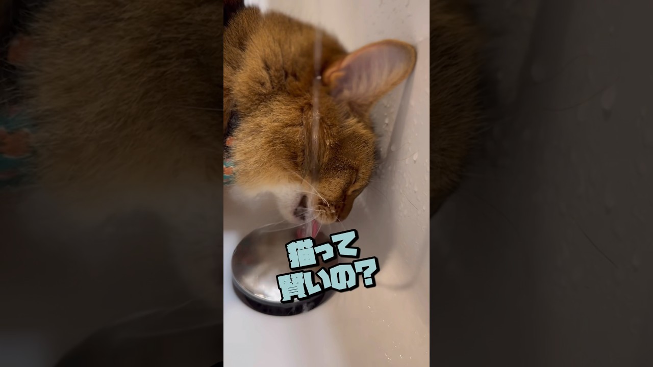 賢くて優して気まぐれな猫に癒される