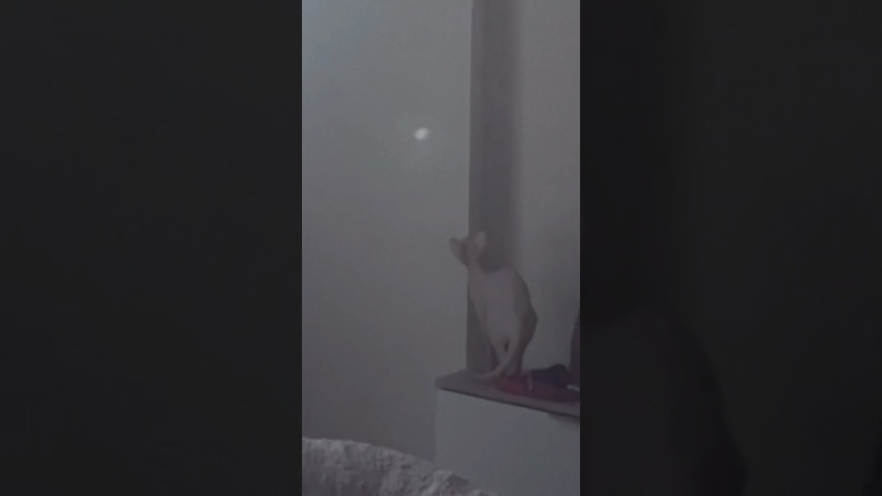 光の玉を目で追う毛のない猫【スフィンクス猫】