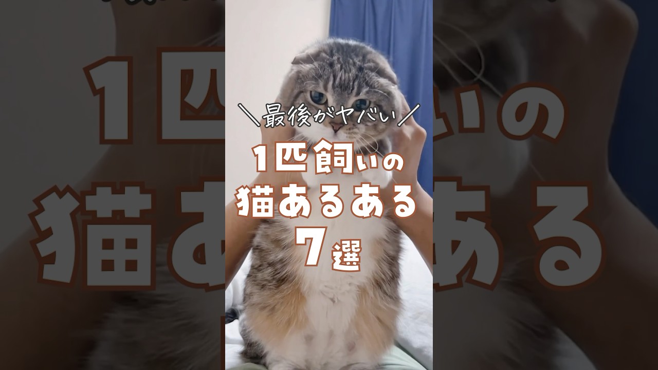 1匹飼いの猫あるある7選｜最後のヤツほんと悩んだ！ #猫 #猫のいる暮らし #猫あるある