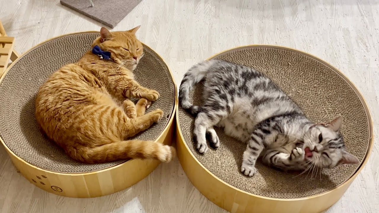 なんだかんだでこのふたりは仲良しです💓 #猫 #マンチカン #アメリカンショートヘア