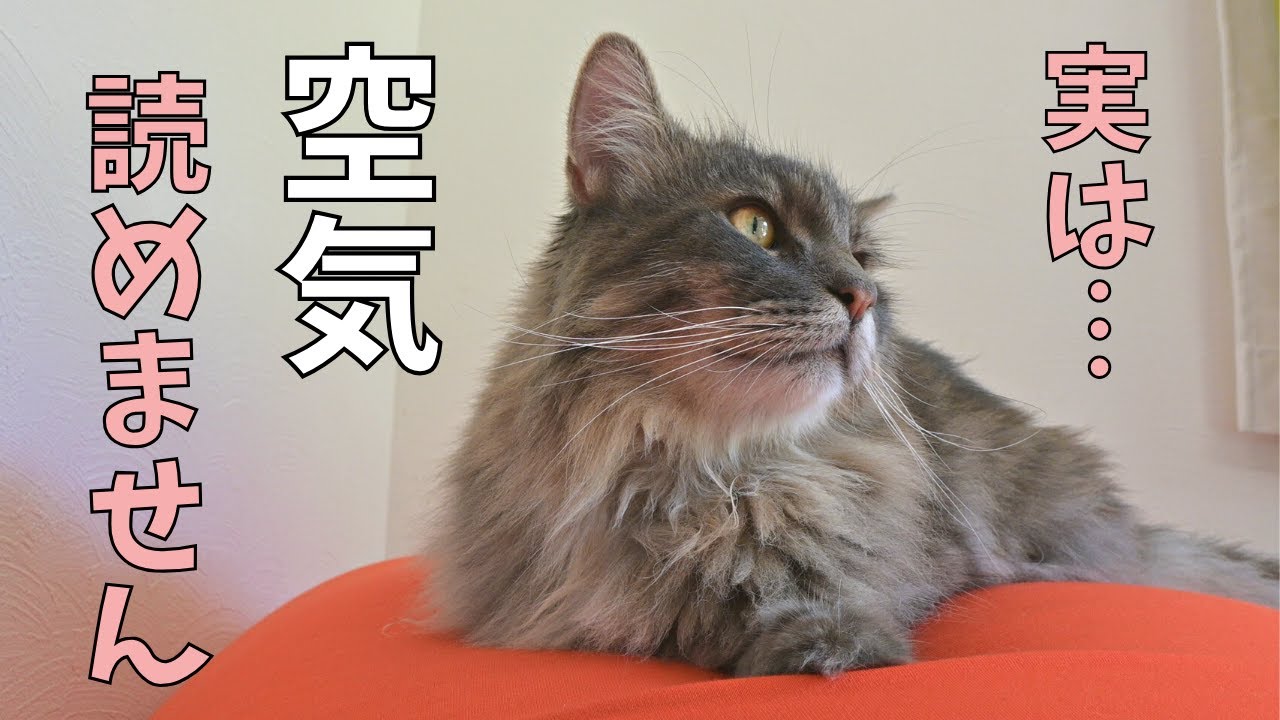 空気が読めない父猫【サイベリアン】