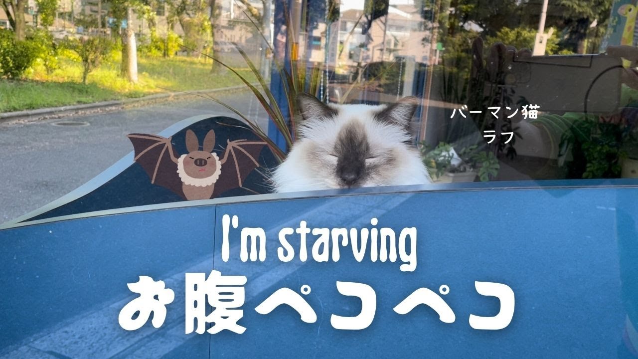 睡魔と空腹感に襲われるバーマン猫ラフ【お腹ペコペコ】I'm starving（バーマン猫）Birman/Cat