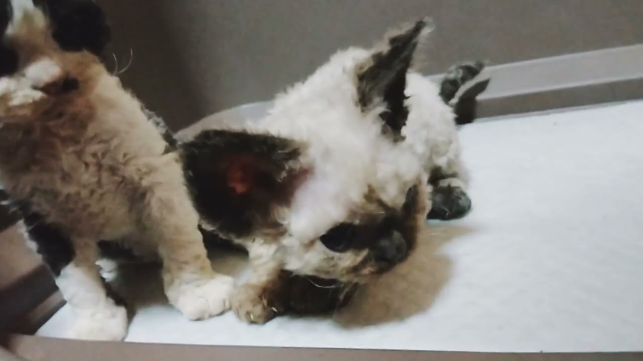 デボンレックス　仮名 ノーラン