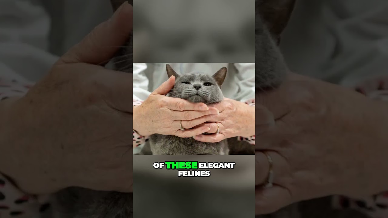 Discover the Captivating Charms of Russian Blue Cats A Must-have Feline Friend! #shorts #catlover