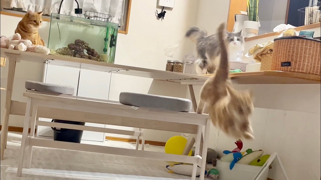 元気いっぱい！ちゃーぼー大ハッスル！ #猫 #マンチカン