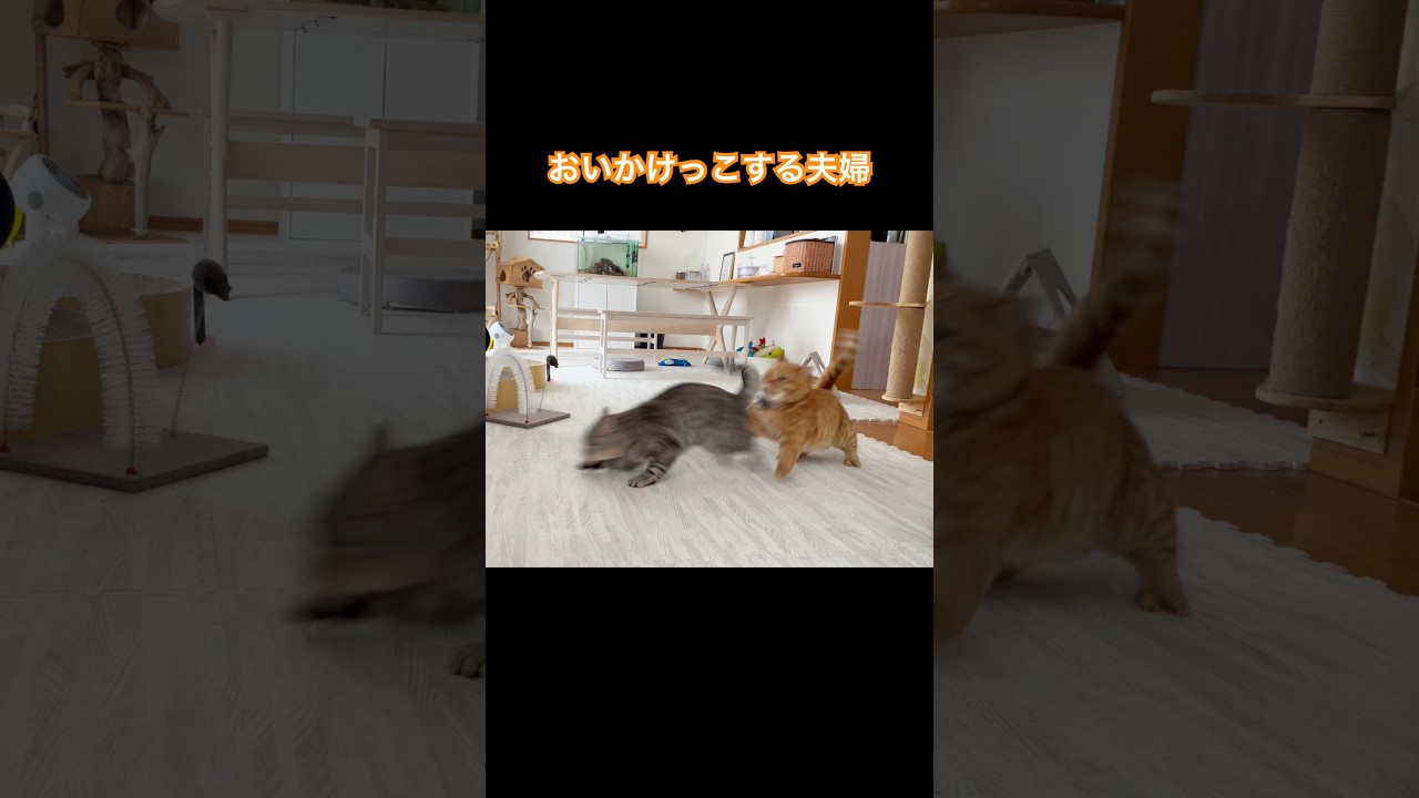 おいかけっこする猫夫婦 #猫 #マンチカン #shorts