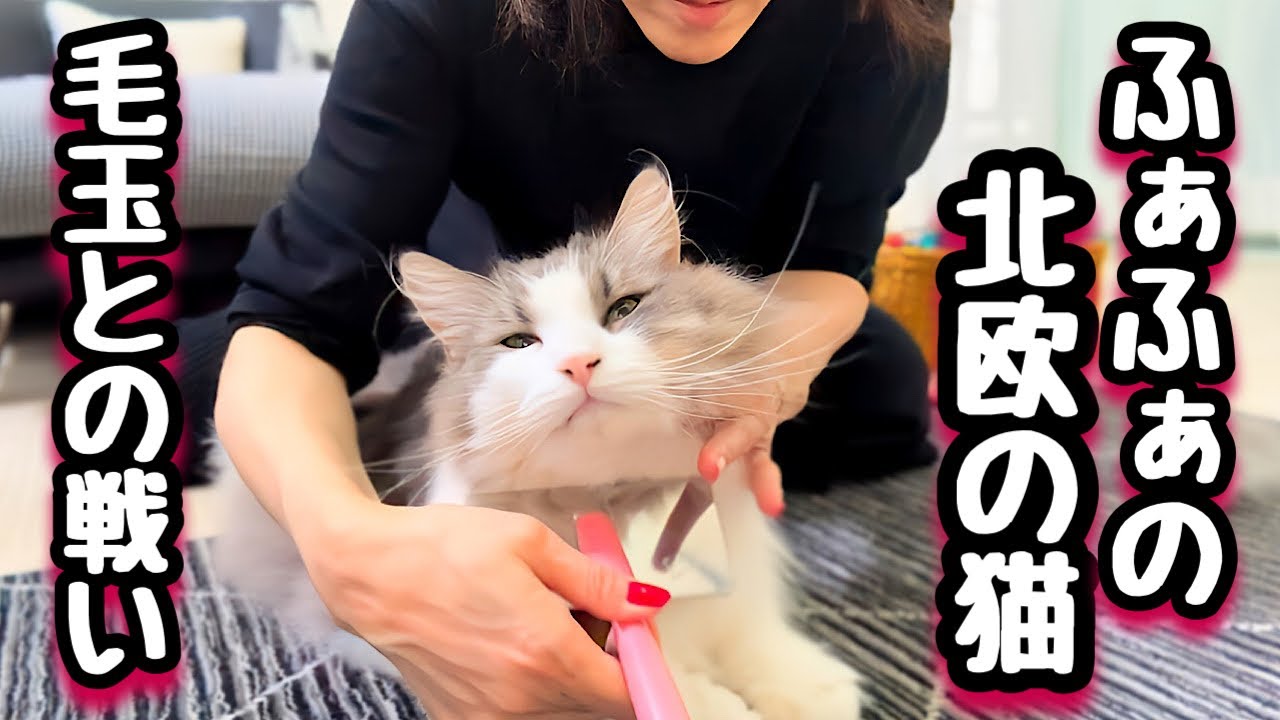【ノルウェージャンフォレストキャット飼い方】見事に毛吹いたでっかい猫たちのお世話にあけくれる飼い主💦