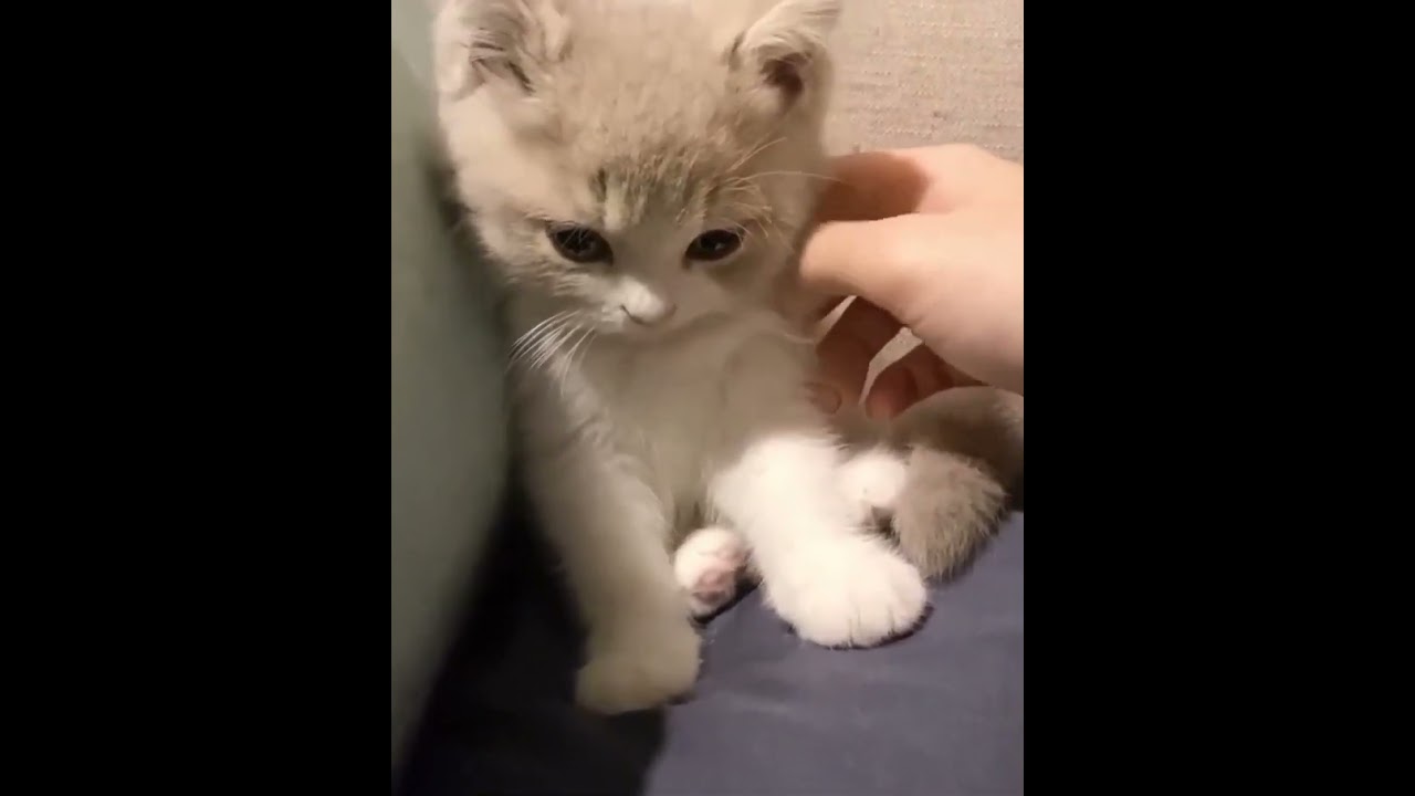 cute kitten in love #cutekitten