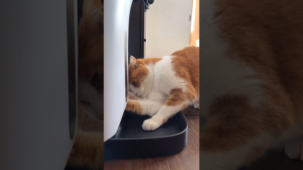 もはや職人でしょw #スコティッシュフォールド #猫 #猫おもしろ #ねこのいる生活