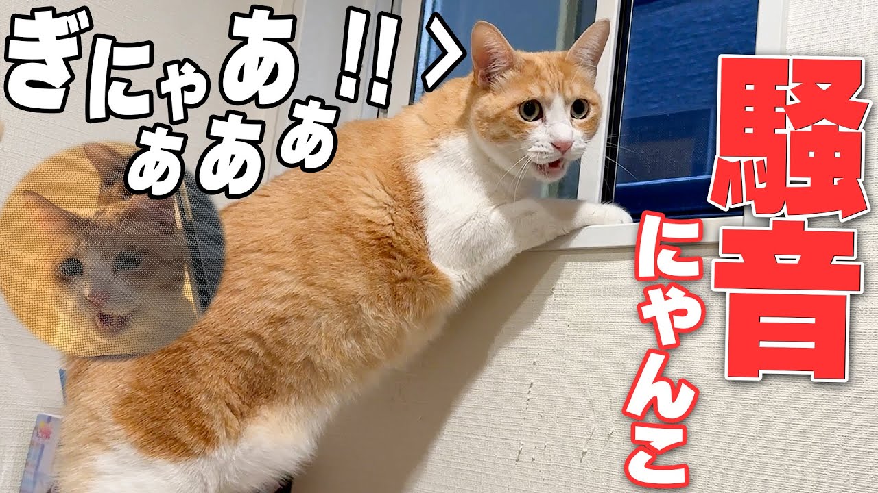 町中に猫の叫び声が響いてると思ったらうちの猫たちでした…
