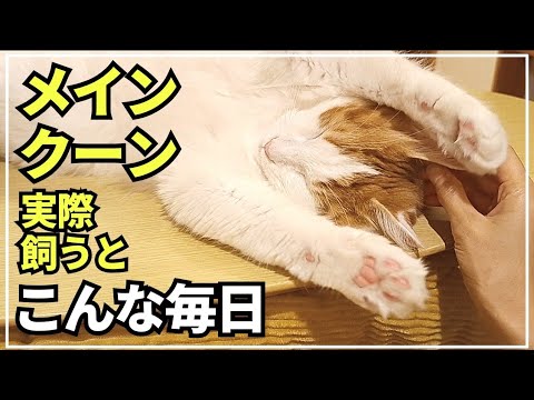 世界一大きな猫が可愛すぎる！猫がいる幸せな日常【メインクーン】