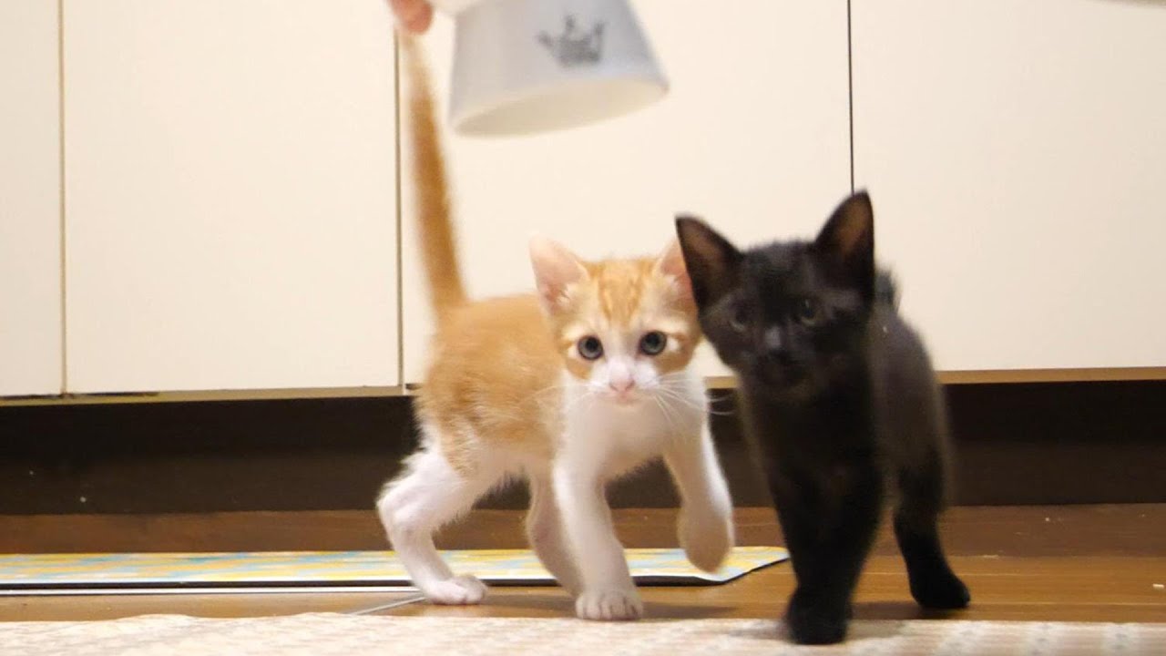 急げ急げと子猫たちがご飯に猛ダッシュ。【赤ちゃん猫　保護猫】