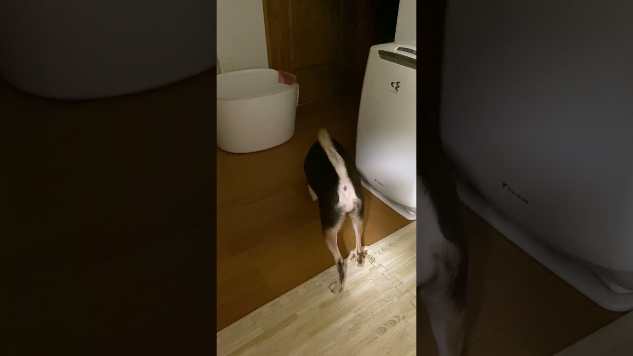 (アビ＆チワワ) 猫の出待ちをする犬 #アビシニアン #チワワ #猫のいる暮らし