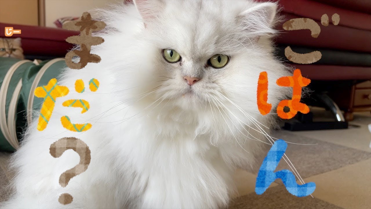 【ペルシャ猫】たぶん待ってくれてる❣️パートの疲れがぶっ飛ぶ癒しの猫たちが可愛すぎる❗️