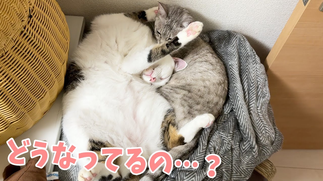 寒くなって猫たちが一緒に寝るようになってきました！