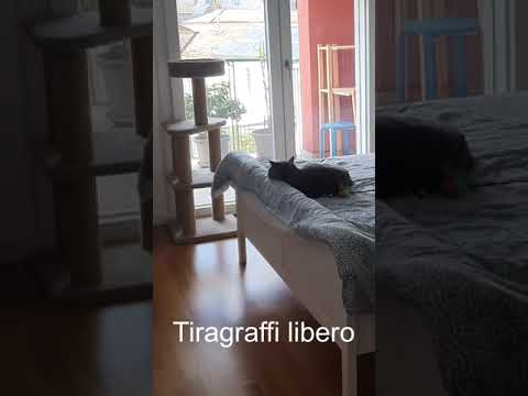 Il tiragraffi preferito
