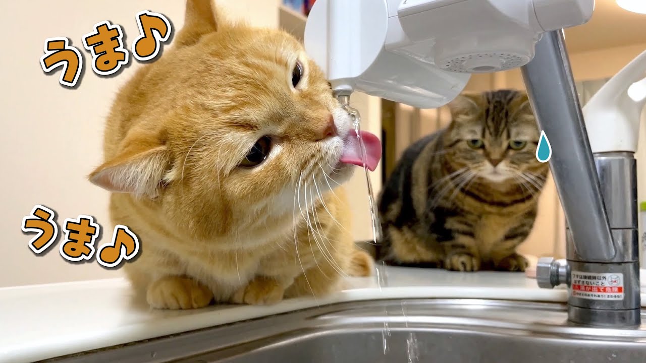 初めての水の直飲みにハマる兄猫と、順番待ちする弟猫が可愛すぎる！