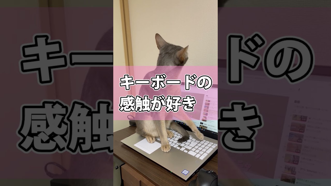 パソコンに座る猫さん #shorts #猫 #アビシニアン