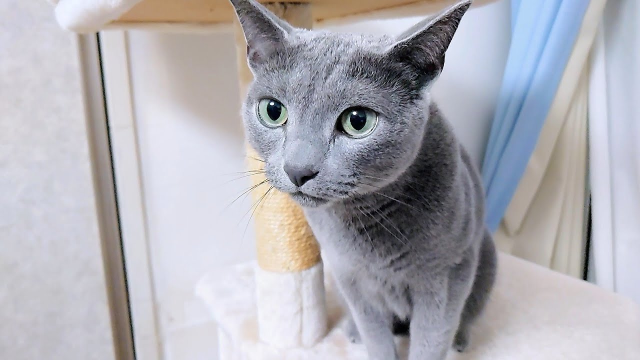 【猫動画】最後には許してくれるロシアンブルー【russianbule】Russian Blue will forgive you in the end