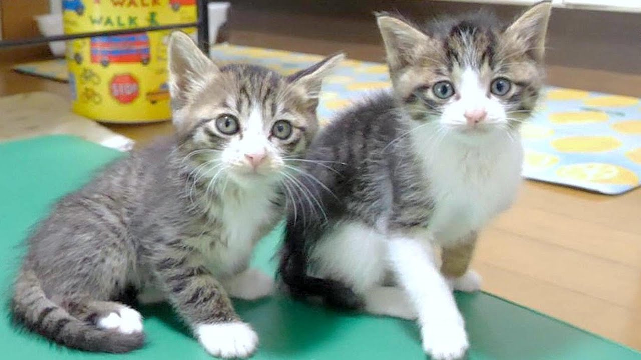 子猫がおやつのおかわり下さいとかわいい顔して訴えてきます【赤ちゃん猫　保護猫】