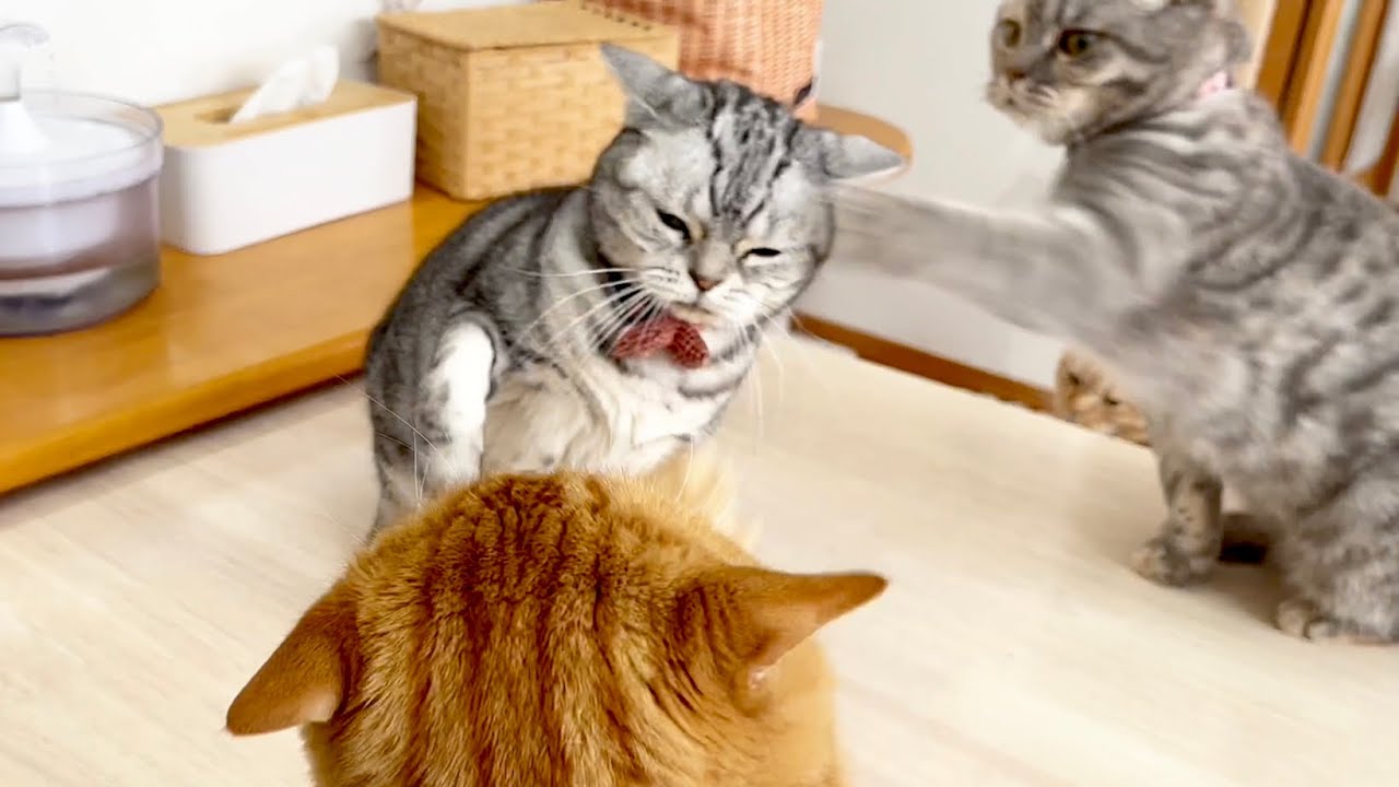 あいちゃんが茶々パパに反撃するとすかさず助っ人したぎんちゃんと即座に仲裁に入ったちゃびくん #猫 #マンチカン