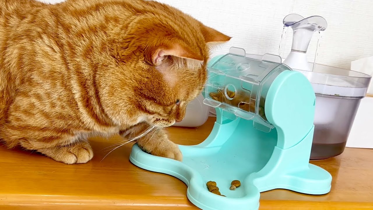 ぽちゃくんの早食い防止大作戦！ #猫 #マンチカン