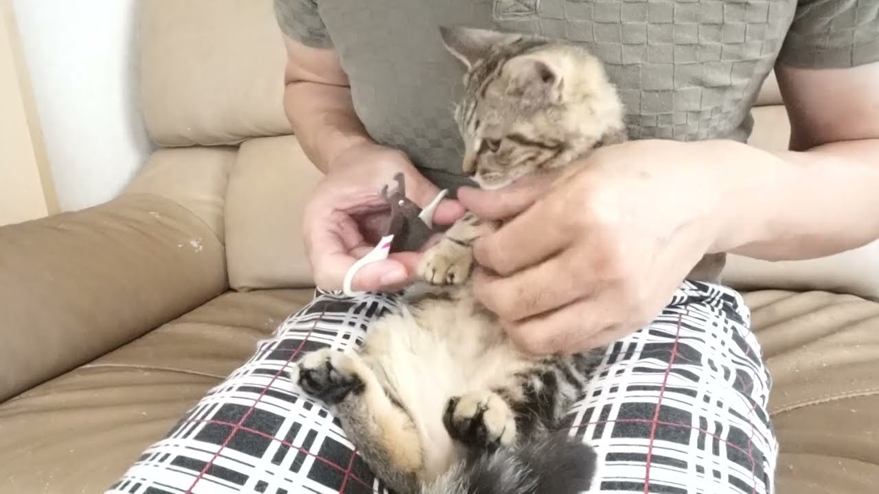 セルカークレックス子猫　2023.6.14産まれ 　ブラウンタビー　　男の子　シーダキャット猫のお店