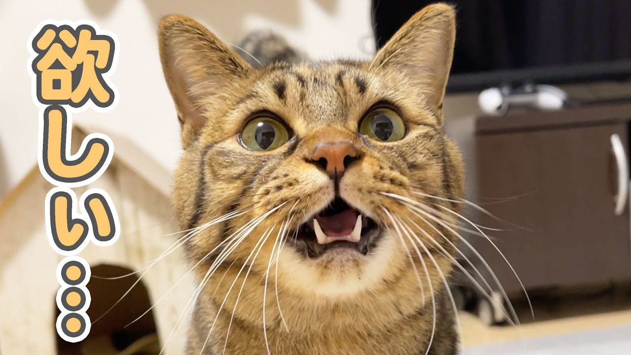 猫がガチで喋った瞬間の映像が、こちらです…