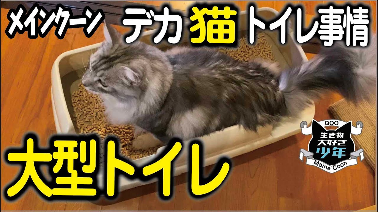 【メインクーン大型猫】大型トイレに変えたら排泄（ウンチ）問題解決！猫のトイレストレス