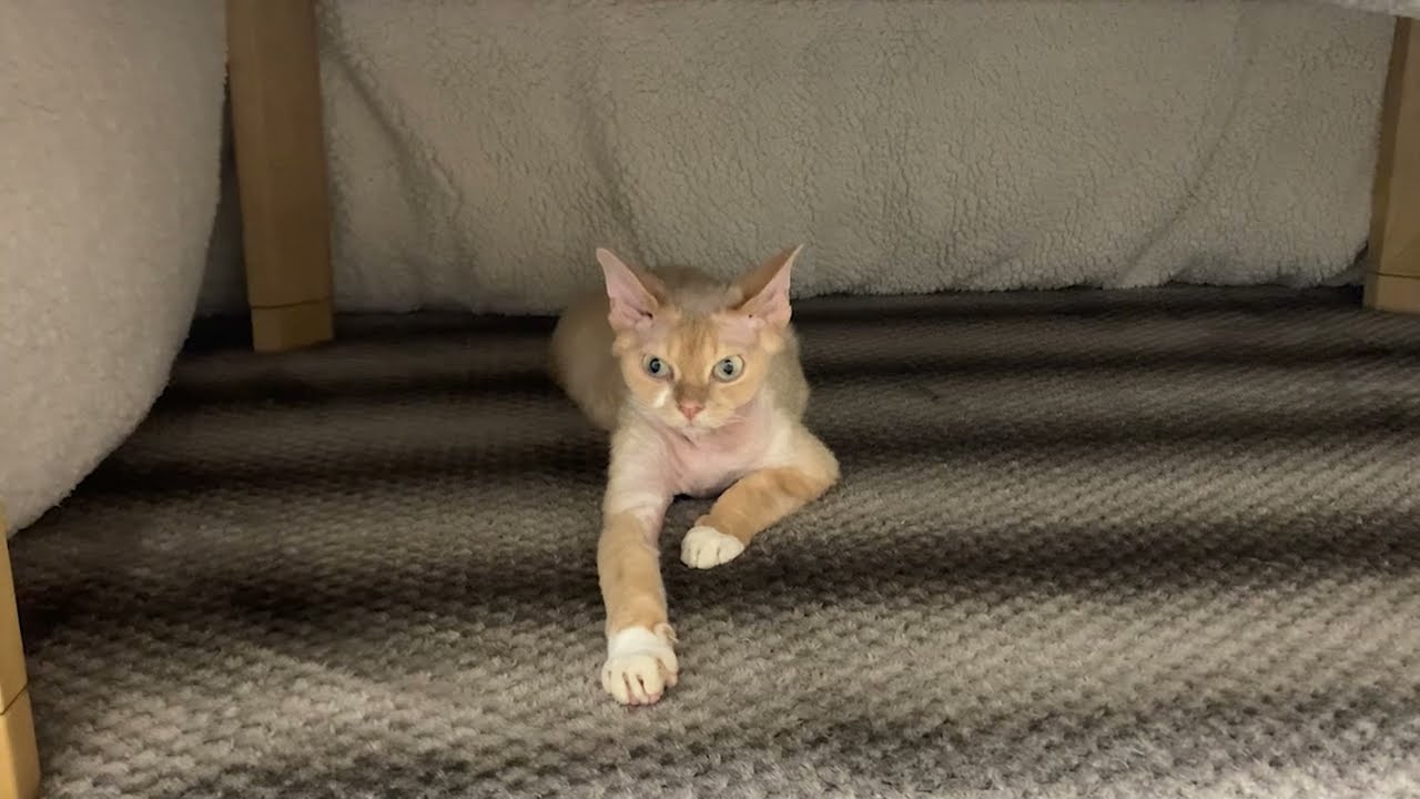 デボンレックス兄がご飯前は遊んでくれませんでした(Devon Rex cat does not want to play just before dinner)