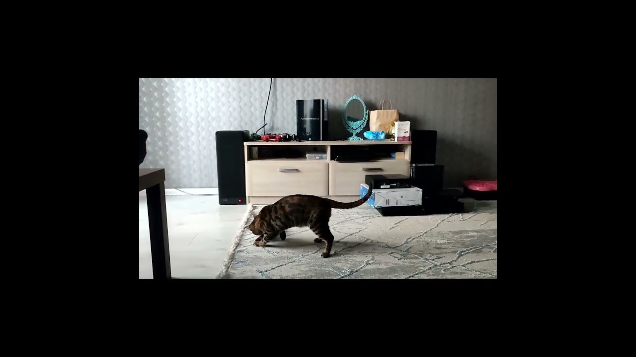 Моя Рокси играет с Рыбкой! #shorts #short