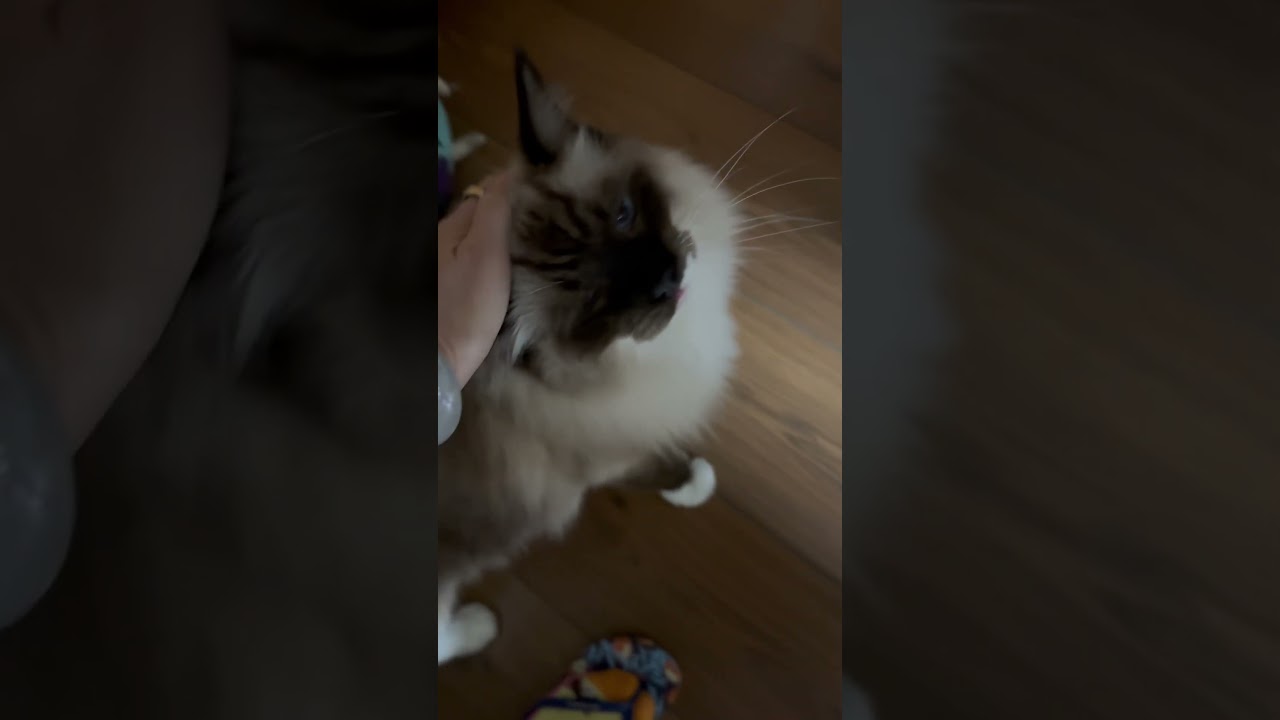 布偶猫的叫声有多嗲 #shorts