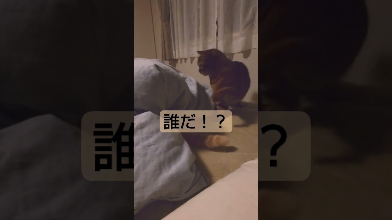 誰だ？　#shorts