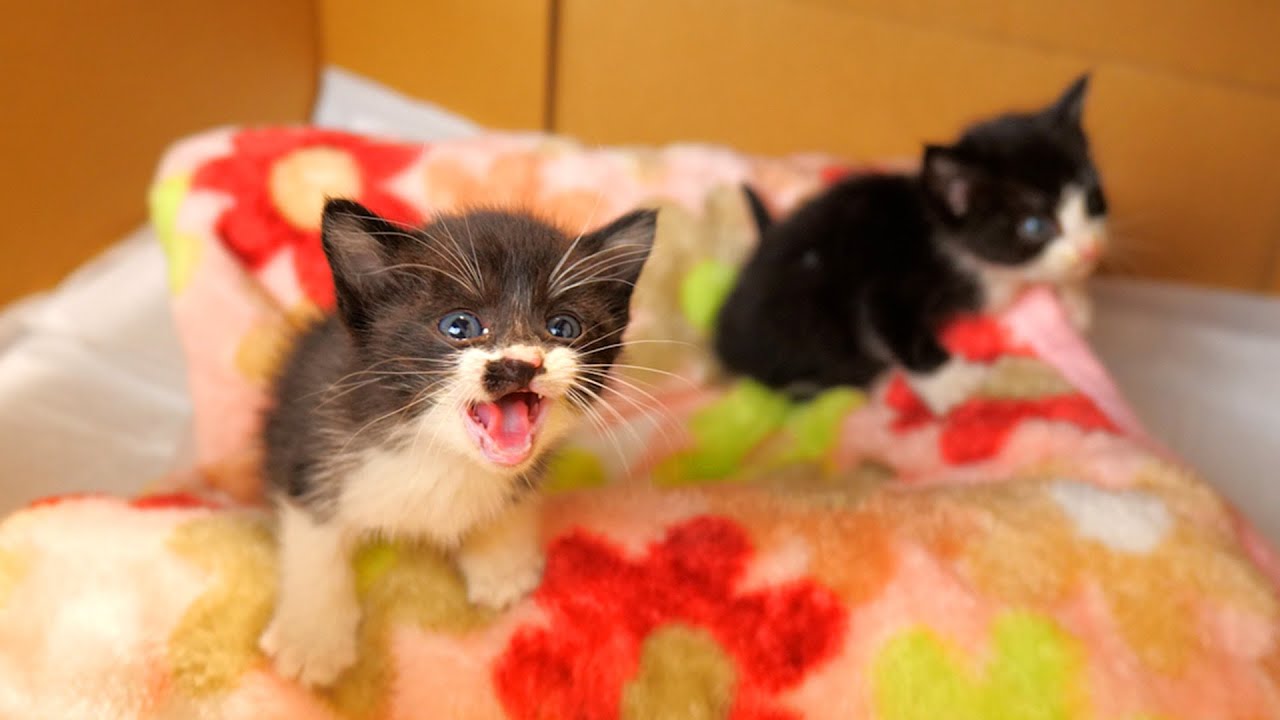 脱走するけどやっぱりかわいい子猫たちの鳴き声【道路のずぶ濡れ子猫保護当日】
