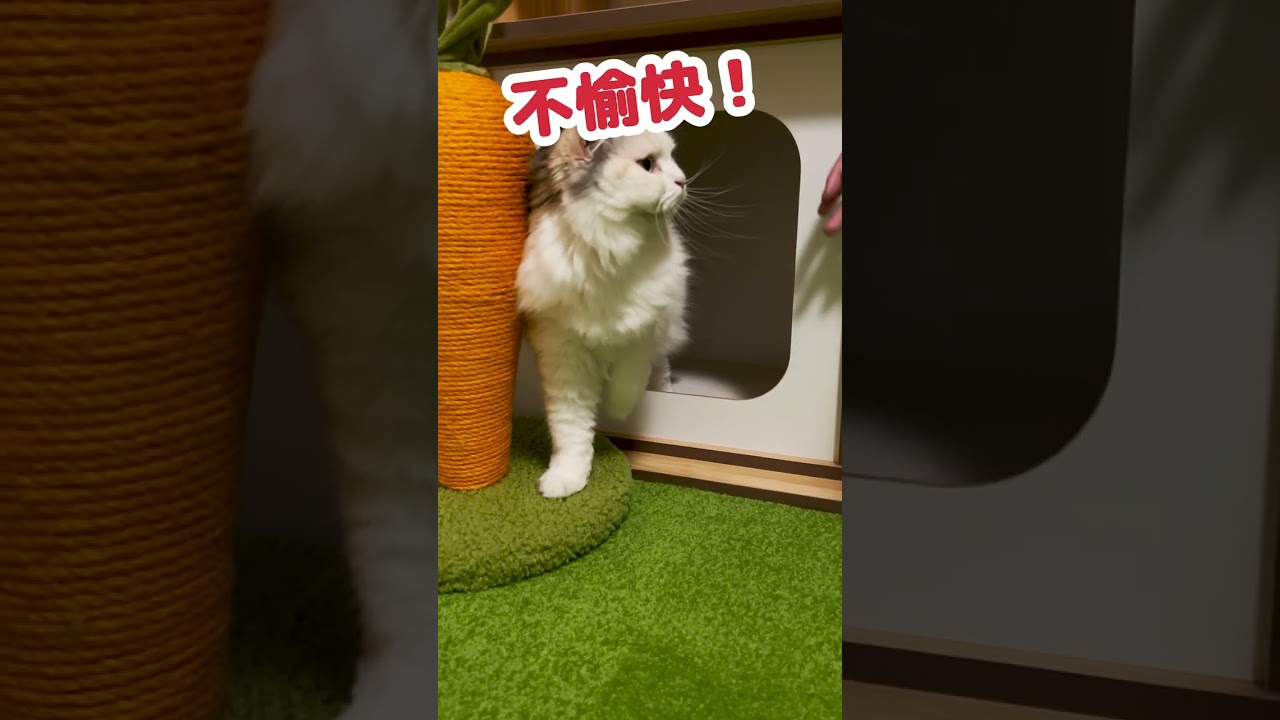 猫の『撫でたら喜ぶポイント』はこちら #Shorts 【猫アテレコ】