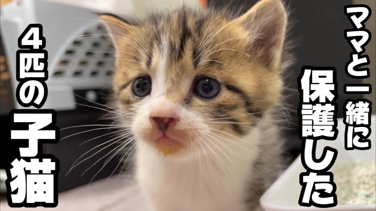 母猫と一緒に保護した野良の子猫4匹へ寒さ対策に秘密兵器をプレゼントしました。