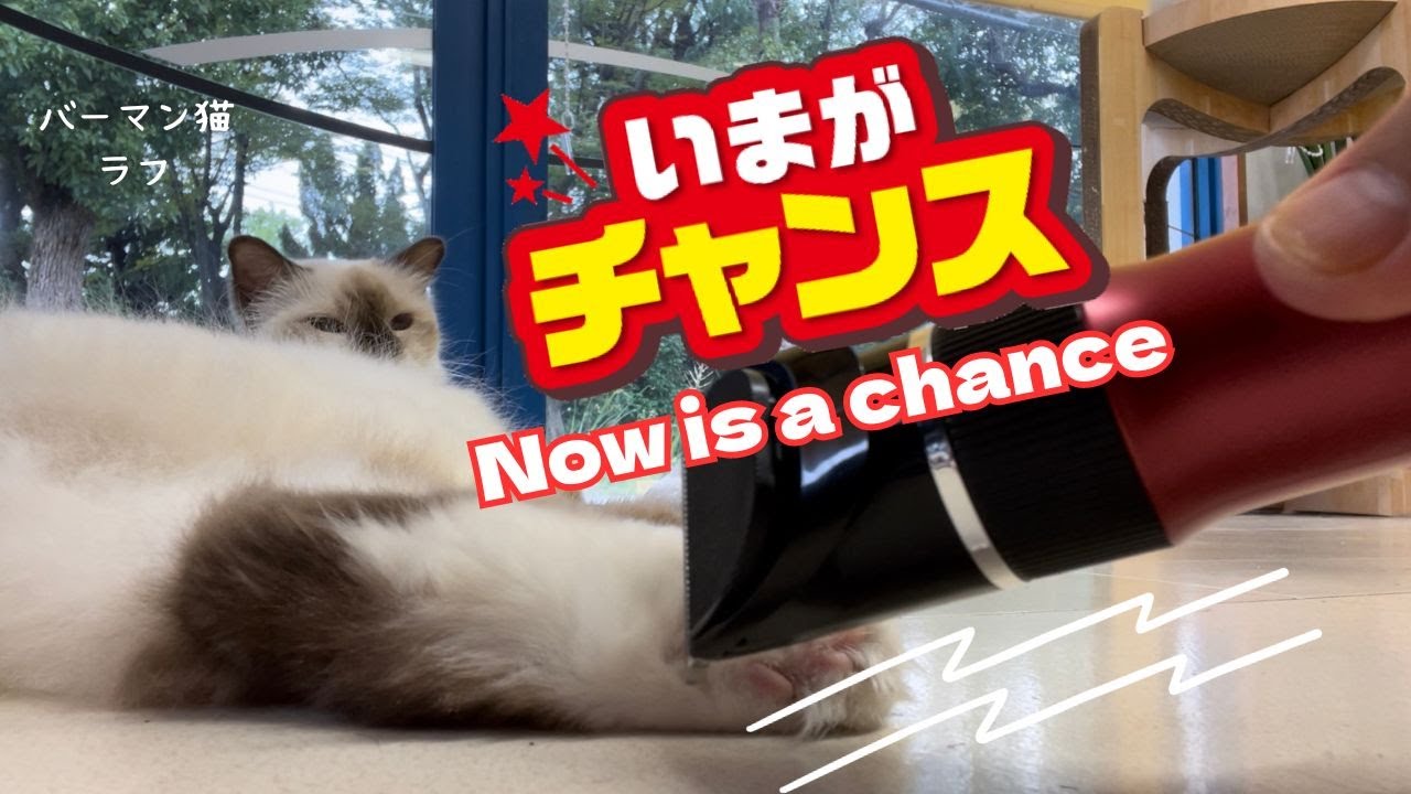バーマン猫ラフ【今がチャンス】Now is a chance（バーマン猫）Birman/Cat
