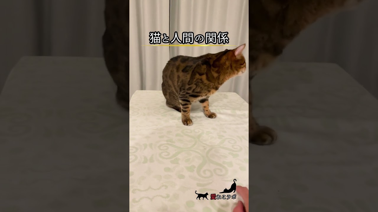 猫と人間の間には… #shorts #cat #ベンガル猫